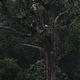 Illustration for article titled This Nonprofit Is Using Gunshot-Detection Tech to Fight Illegal Deforestation
